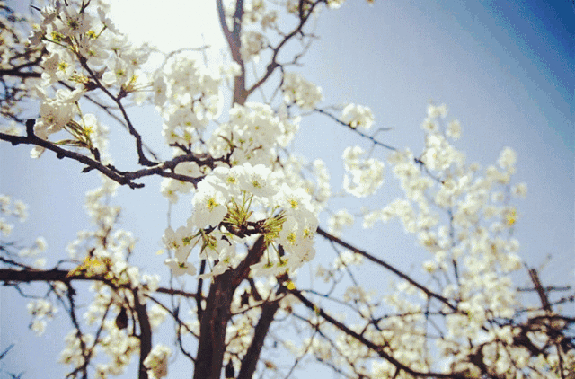 3月桃花寻找摄友自驾队员遥望雪域梨花,桃花