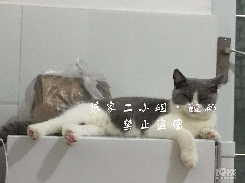 英短藍(lán)白求配偶
