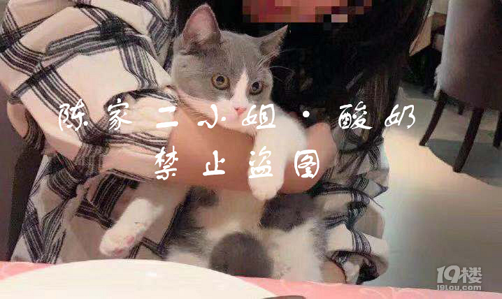 英短藍(lán)白求配偶