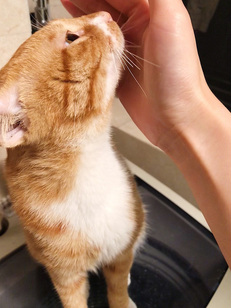 杭州 一岁虎斑橘猫送养