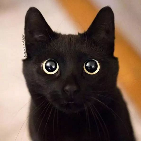 黑猫的眼睛为什么总是瞪得像铜铃