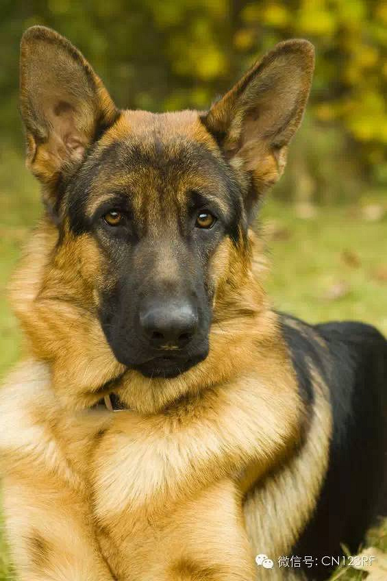 热门宠物狗品种及价格大全