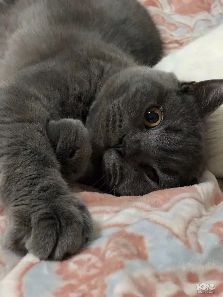 英短蓝猫,1岁半公猫,发情期,急需找对象