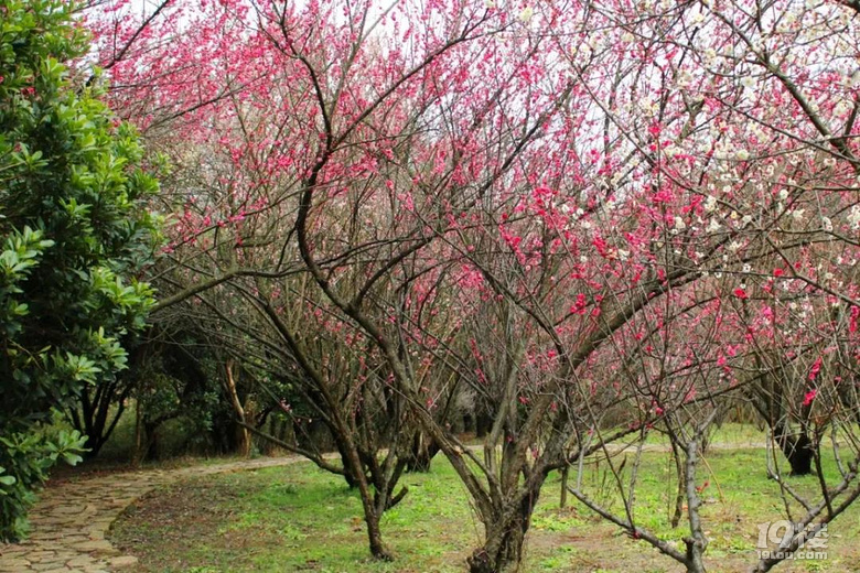 2019.02.20聞香識常熟！維摩山莊“小香雪海”梅花迎春