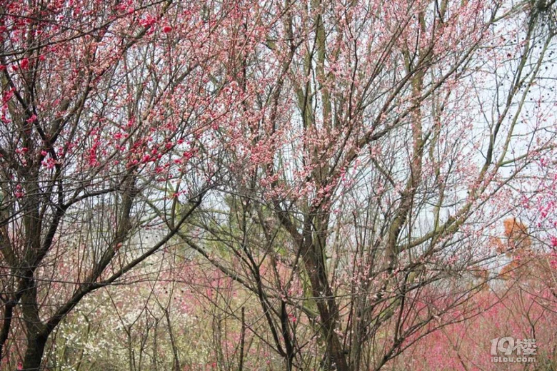 2019.02.20聞香識常熟！維摩山莊“小香雪海”梅花迎春
