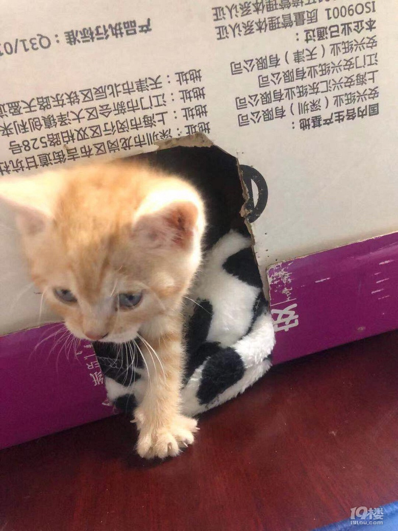 哇呀呀呀呀～“妖怪”哪里跑～