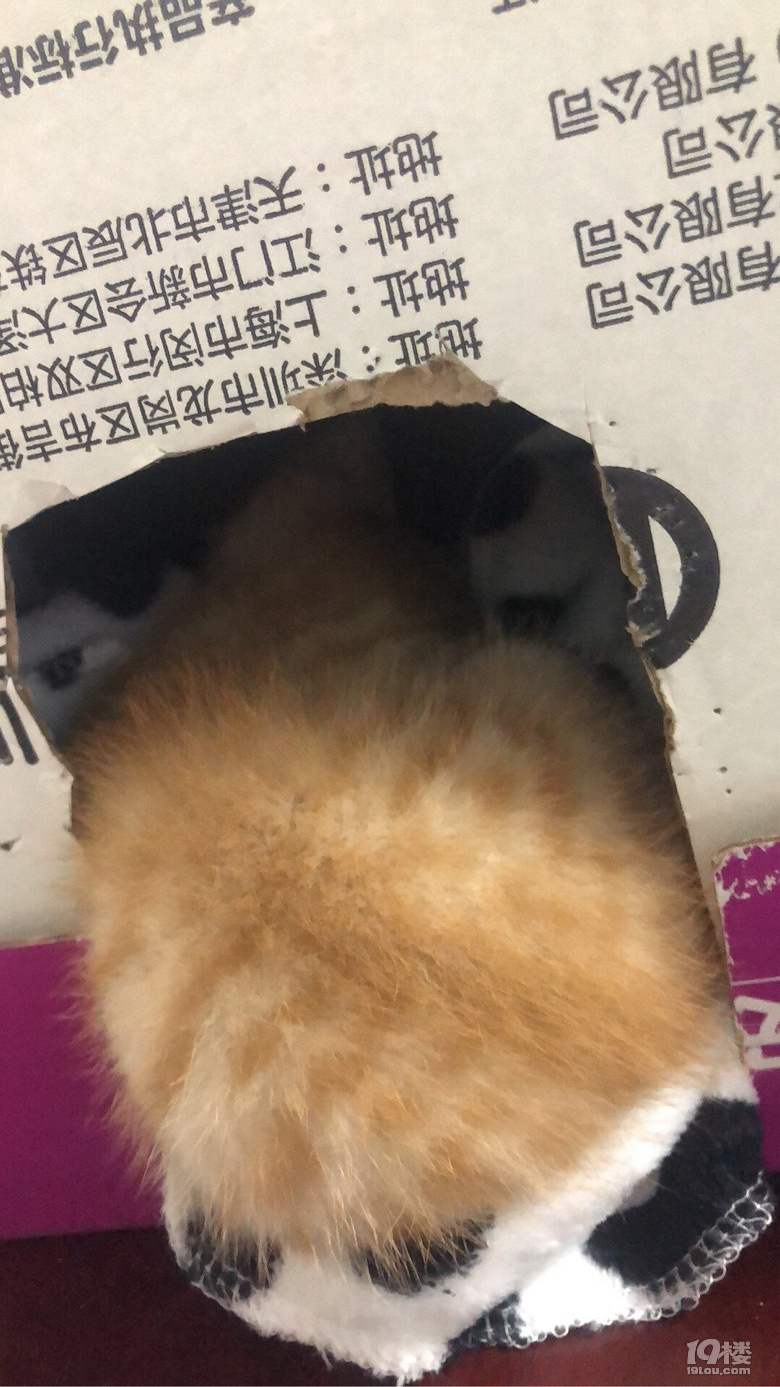 哇呀呀呀呀～“妖怪”哪里跑～