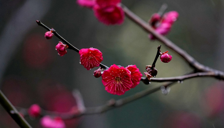 雨日孤山梅花綻， 疏影橫斜水清淺。