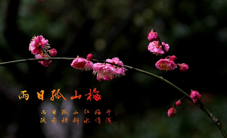雨日孤山梅花綻， 疏影橫斜水清淺。