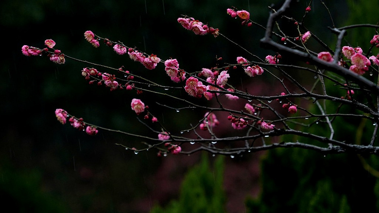 雨日孤山梅花綻， 疏影橫斜水清淺。