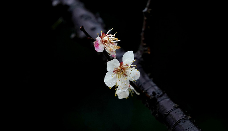 雨日孤山梅花綻， 疏影橫斜水清淺。