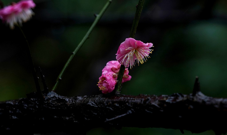雨日孤山梅花綻， 疏影橫斜水清淺。