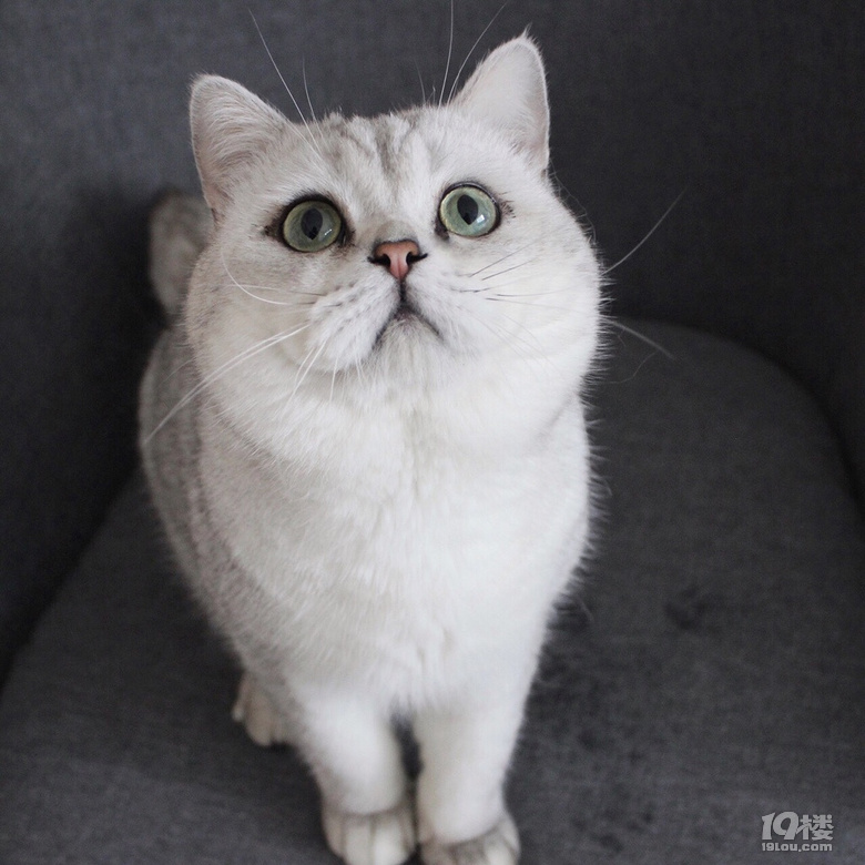 英短蓝猫 银渐层 美短加白起司