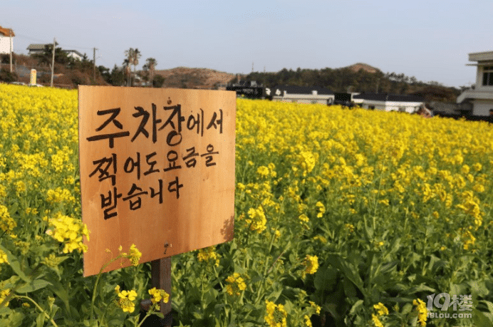 春天油菜花和濟(jì)州的彩虹 下篇