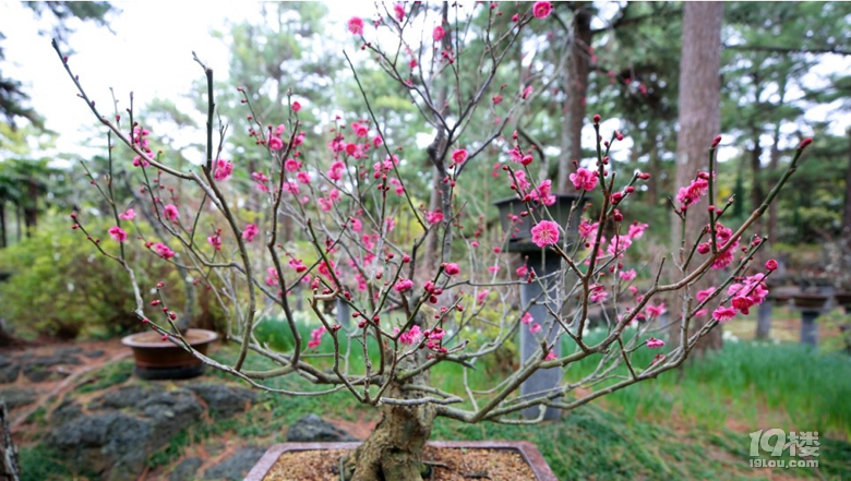 春天油菜花和濟(jì)州的彩虹 下篇