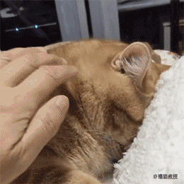猫咪生气时的样子,和女朋友好像哦