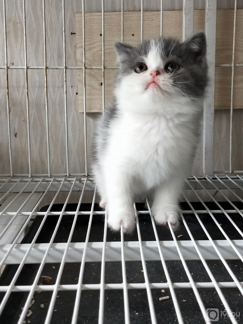 九堡猫咪美眉场厂舞美女图片