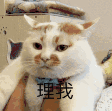 如何判断一只猫是否爱你?