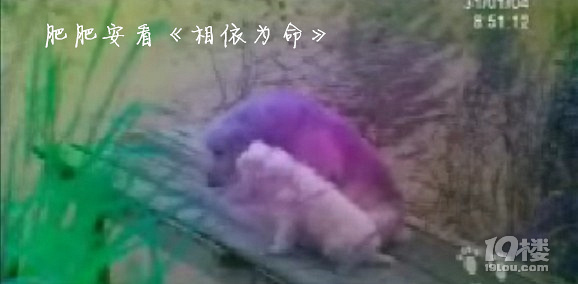 ڳΡ+ ʷʰTVBۣ1