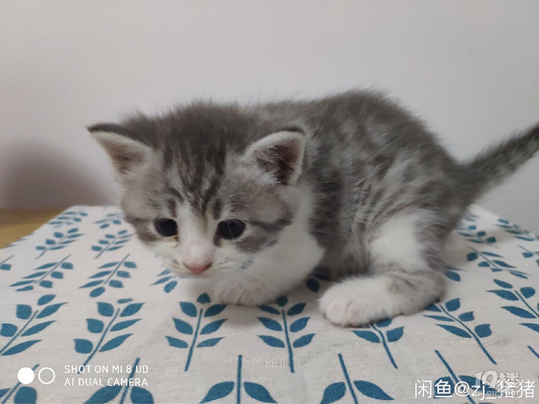 美短小奶猫