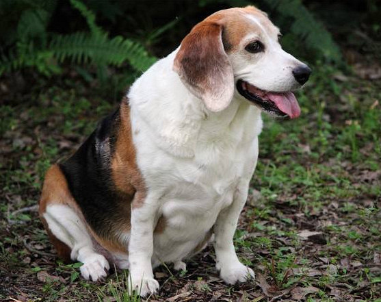 小小牧狗犬带领狗狗大军冲刺!兄弟们上啊!