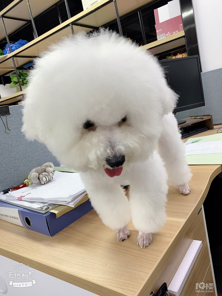 比熊