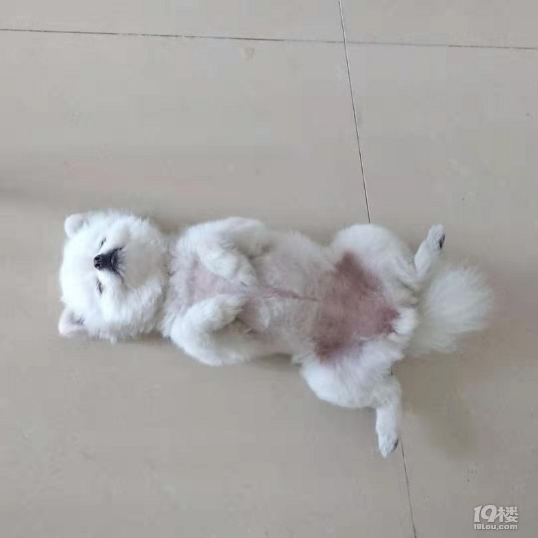 純白母小博美找玩伴【客運中心九堡附近】