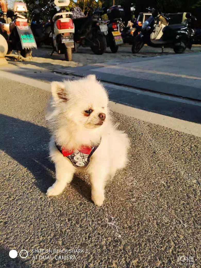 純白母小博美找玩伴【客運中心九堡附近】