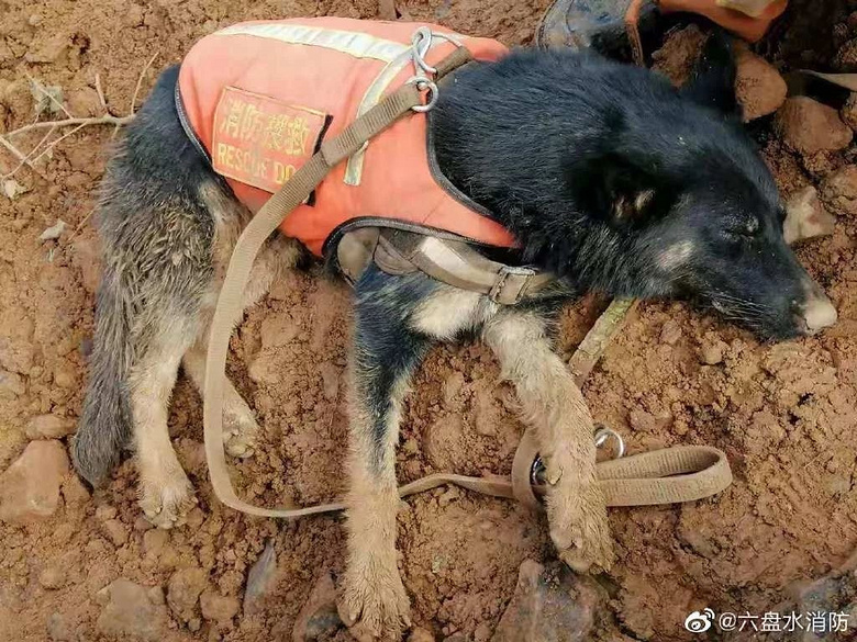 连续工作40个小时,搜救犬被钢筋穿破皮肉,却仍坚持在一线