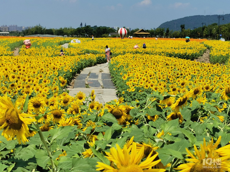 七夕,我们打卡湘湖定山广场千亩花海