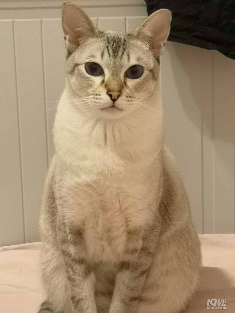 ɵ