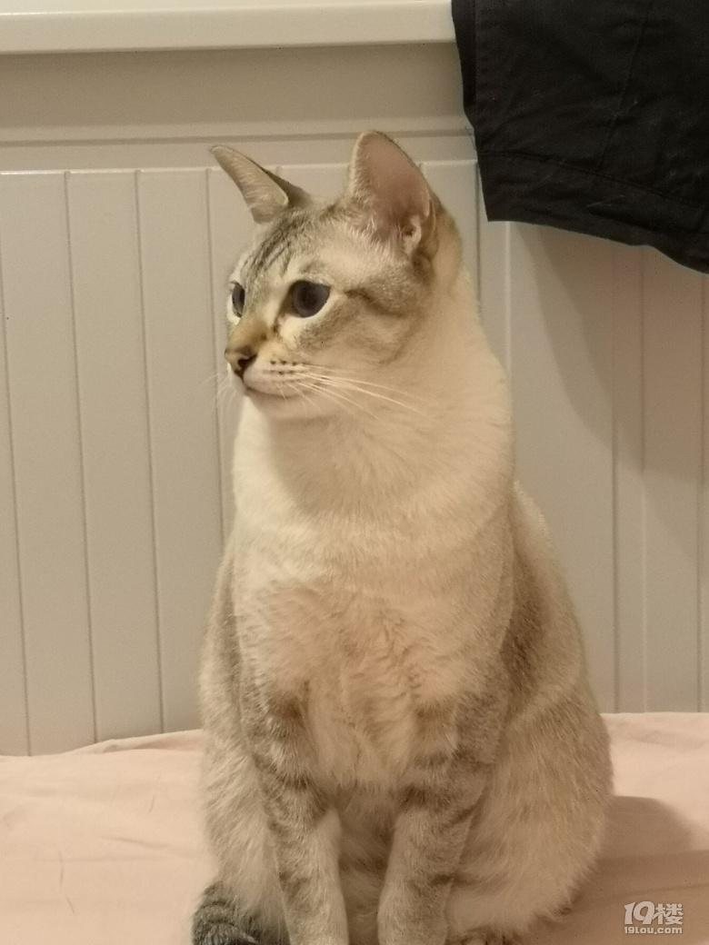 ɵ