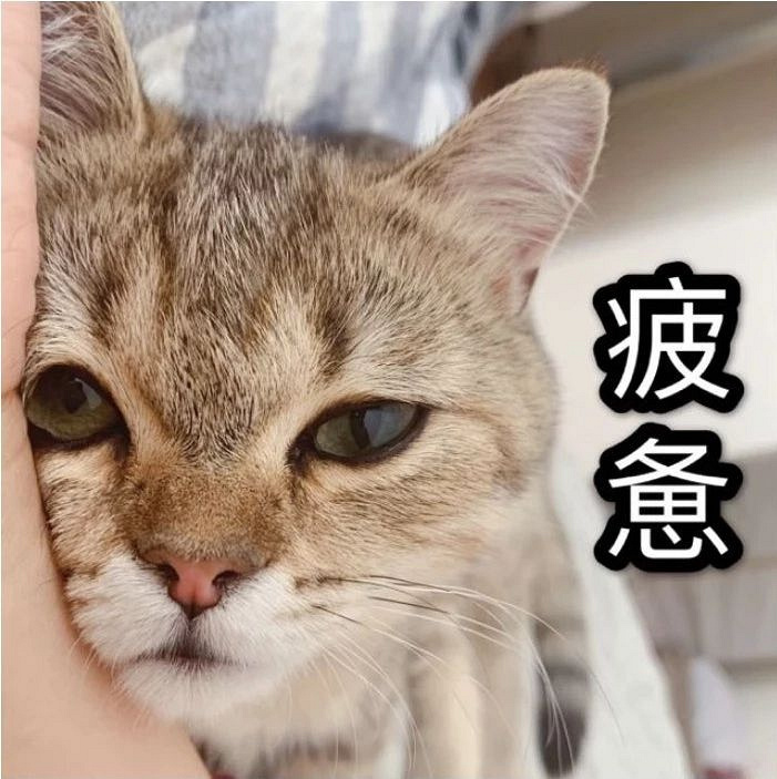 斗图必备猫咪表情包(粉丝投稿)