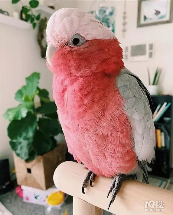 能活到80岁的粉红凤头鹦鹉,不管长多大,都是个可爱宝宝呀!