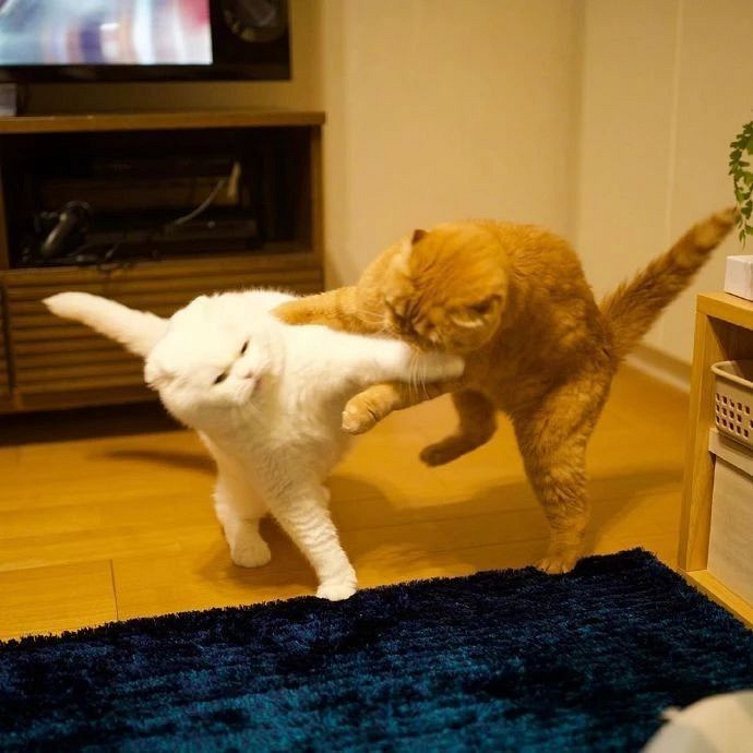 杭州19楼 家有宠物 吸猫 白猫想要挑衅橘猫,结果橘. 6