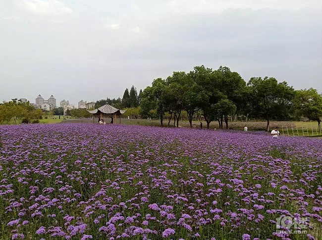 杭州国庆哪里看花花？马鞭草、粉黛乱子草、_图1