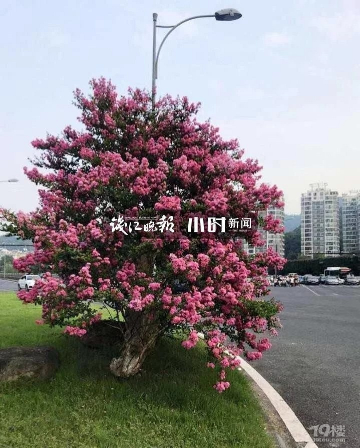 杭州国庆哪里看花花？马鞭草、粉黛乱子草、_图2