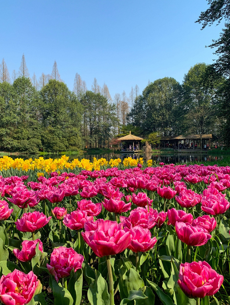 杭州·郁金香花开的太子湾公园