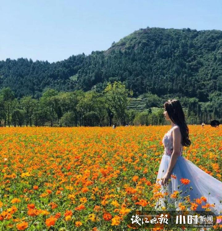 自駕游！余杭徑山花海十一迎盛花期，還有童趣穿越之旅等你來