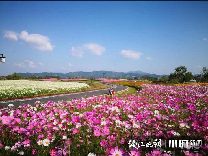 自駕游！余杭徑山花海十一迎盛花期，還有童趣穿越之旅等你來