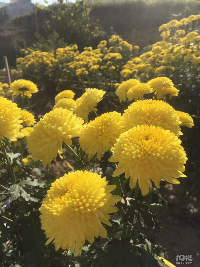 美翻了!一大片菊花海惊现浙江啦!