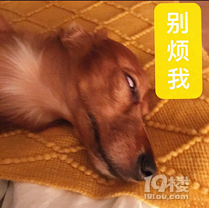 【福利來啦】我家狗子4條腿，一進(jìn)廚房...就只剩2條腿了？