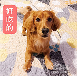 【福利來啦】我家狗子4條腿，一進(jìn)廚房...就只剩2條腿了？