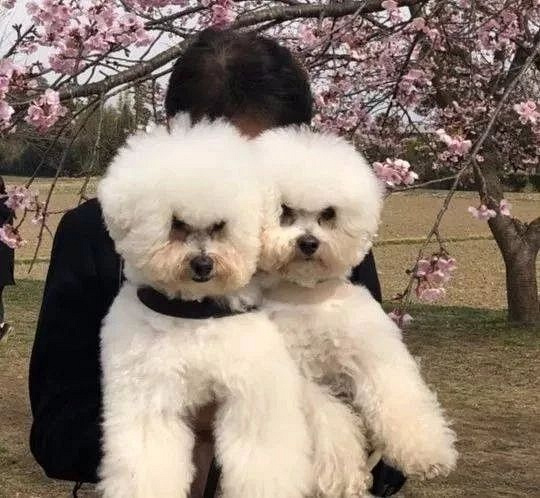 自己拍狗和媽媽拍狗，隔了一個(gè)年代的距離……
