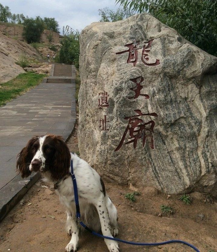 自己拍狗和媽媽拍狗，隔了一個(gè)年代的距離……