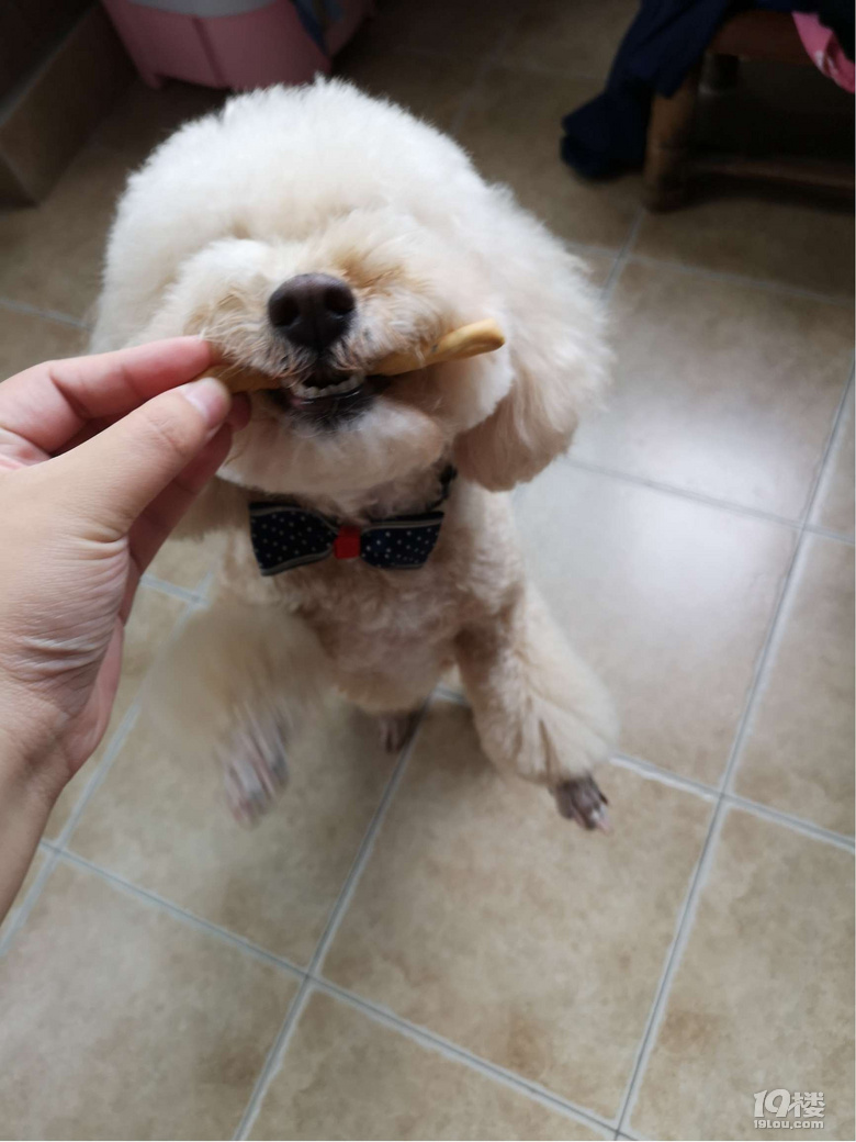 【福利來啦】我家狗子4條腿，一進(jìn)廚房...就只剩2條腿了？