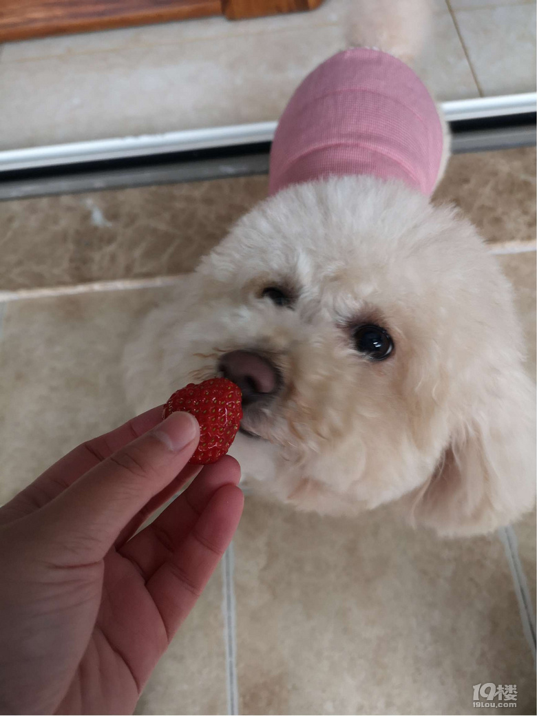 【福利來啦】我家狗子4條腿，一進(jìn)廚房...就只剩2條腿了？