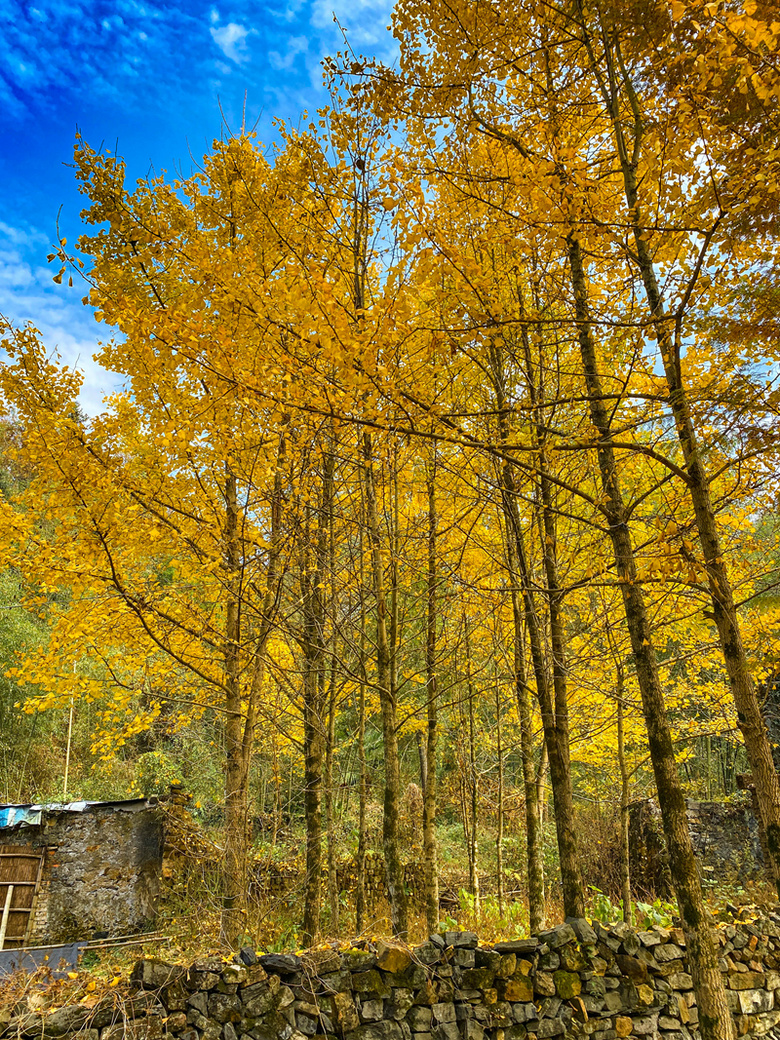 ຼ^(q)̩l(xing)ϷXһʧĴf