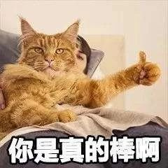 这只长着人脸的猫,竟然是科学家故意培育的