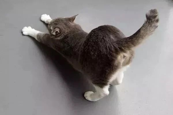 猫咪为什么喜欢用菊花对着你?真相是.